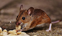 Find Exterminators in Motley County